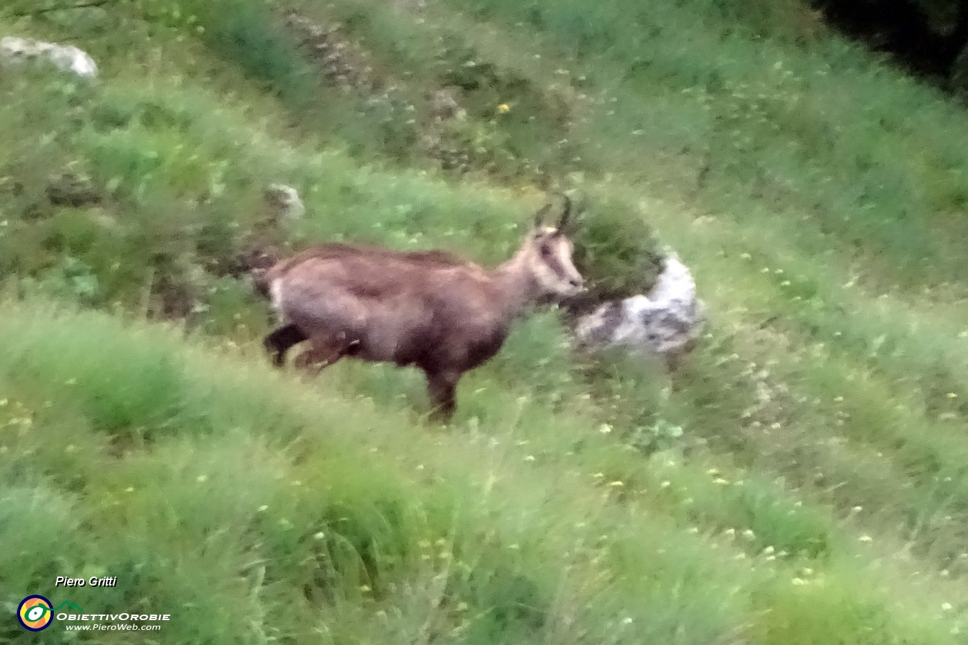 91 Zoom sul camoscio.JPG -                                